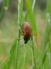 302915 – Photo : BourrinOman – France (48)