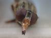 302826 – Photo : Yannick Mourgues – France (48)