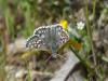 302033 – Photo : Jean-Jacques PORTENEUVE – France (83)
