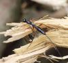 302593 – Photo : Bernard Mallet – France (95)