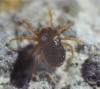 302470 – Photo : Goulven Guillard – France (63)