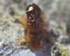 302478 – Photo : Goulven Guillard – France (63)