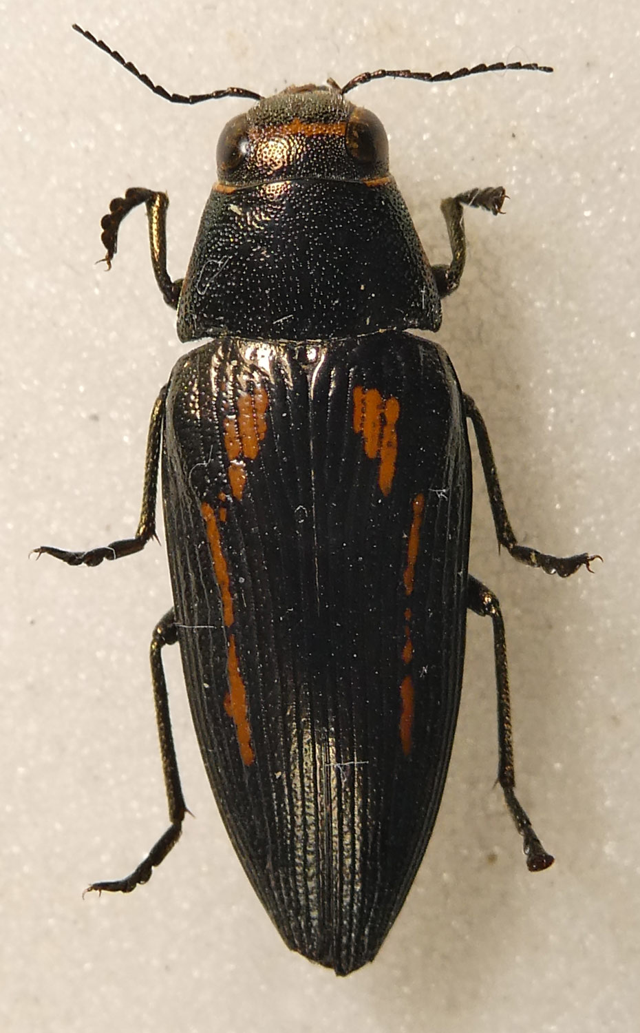 Raffaele Bocchini - Buprestis (Buprestis) dalmatina - réf. 302967 (930 x 1500 pixels, 219 ko)