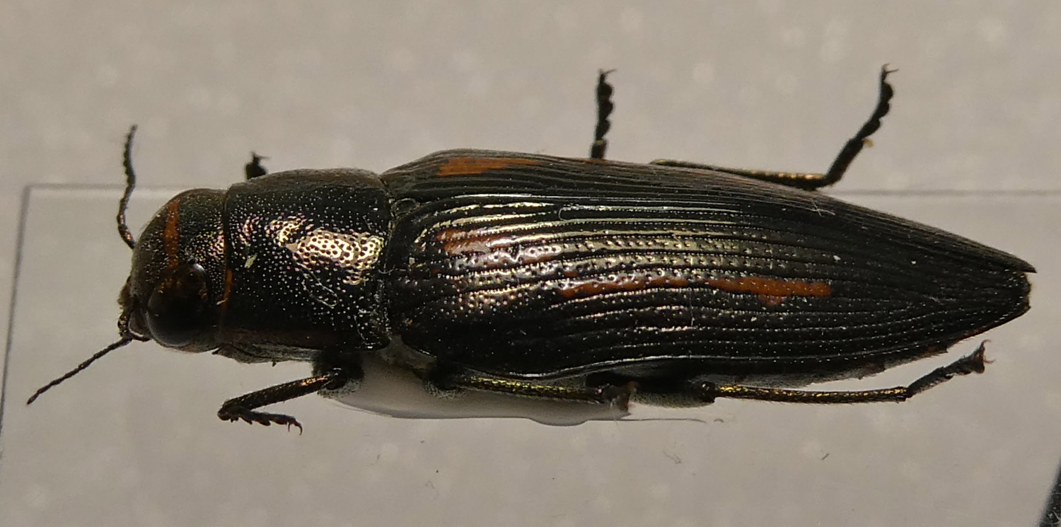 Raffaele Bocchini - Buprestis (Buprestis) dalmatina - réf. 302968 (1500 x 745 pixels, 219 ko)