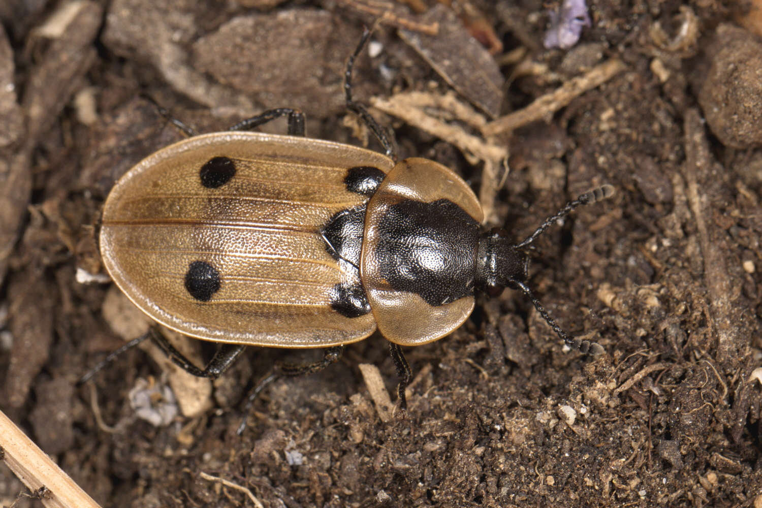 Jérémie Lemarié - Dendroxena quadrimaculata - réf. 302753 (1500 x 1000 pixels, 214 ko)