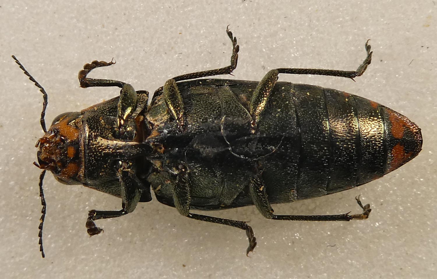 Raffaele Bocchini - Buprestis (Buprestis) dalmatina - réf. 302969 (1500 x 957 pixels, 210 ko)