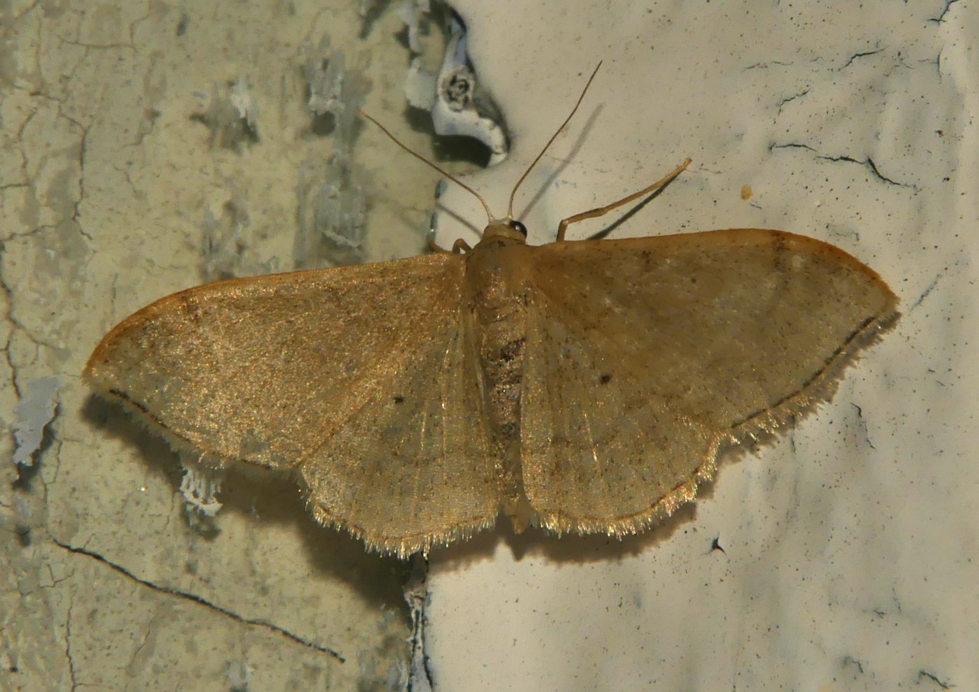 Jean-Jacques PORTENEUVE - Idaea degeneraria - réf. 302552 (1400 x 990 pixels, 218 ko)