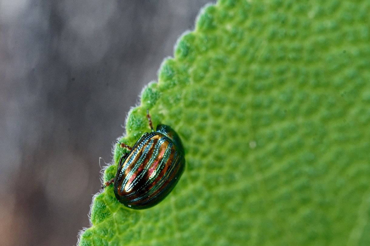 Michel Andrieux - Chrysolina (Taeniochrysea) americana - réf. 302916 (1220 x 813 pixels, 129 ko)