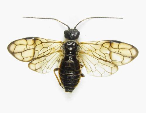 Réf. 303 880 : Cephalcia alpina