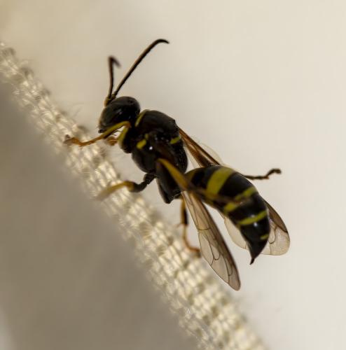 Gorytes laticinctus