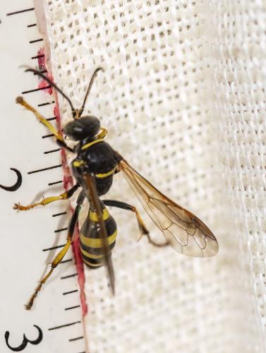 Gorytes laticinctus