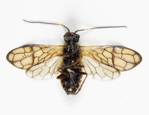 Cephalcia alpina