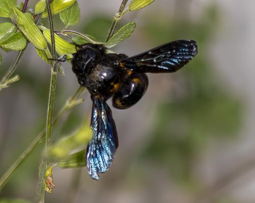 Réf. 303 669 : Xylocopa sp.