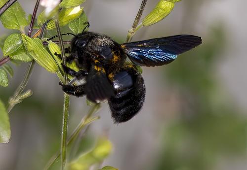 Xylocopa sp.