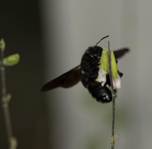 Xylocopa sp.