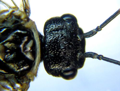 Réf. 303 882 : Cephalcia alpina