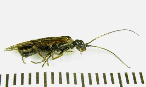 Cephalcia alpina