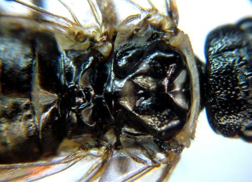 Cephalcia alpina