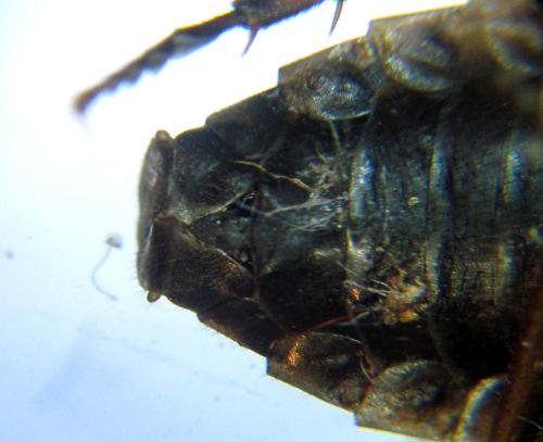 Réf. 303 887 : Cephalcia alpina