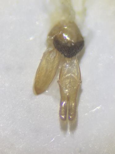 Réf. 303 347 : Leiopus linnei