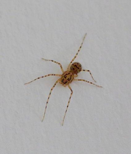 Réf. 303 643 : Scytodes thoracica