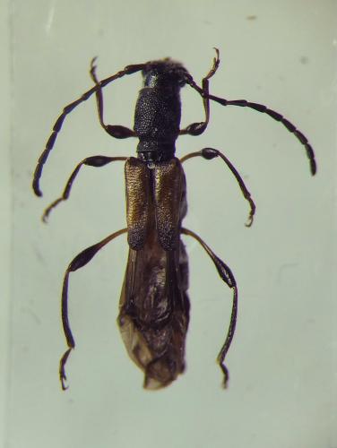 Réf. 303 145 : Dolocerus reichii