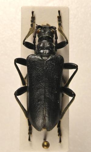 Stenocorus vittidorsum