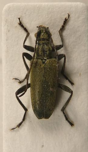 Euracmaeops angusticollis