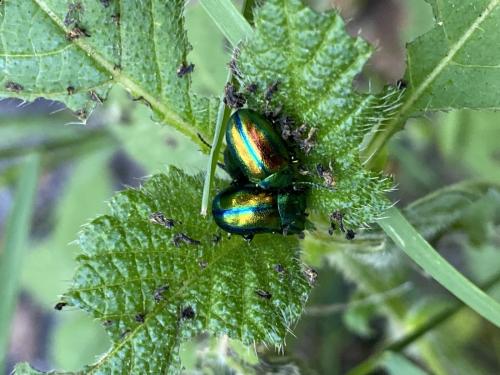 Réf. 303 355 : Chrysolina fastuosa