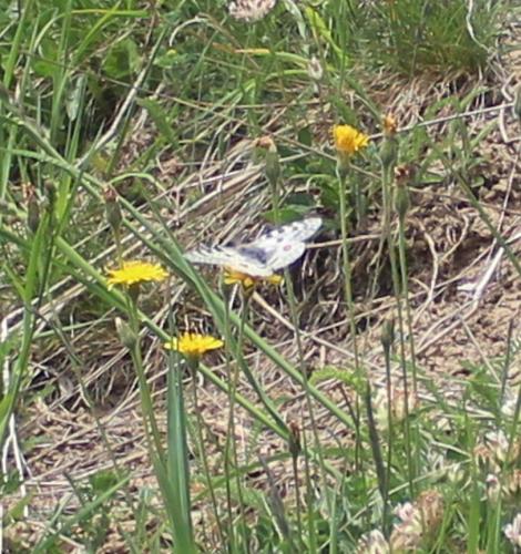 Parnassius apollo