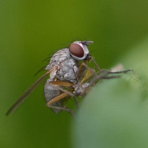 Réf. 303 253 : Coenosia sp.
