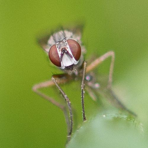 Coenosia sp.