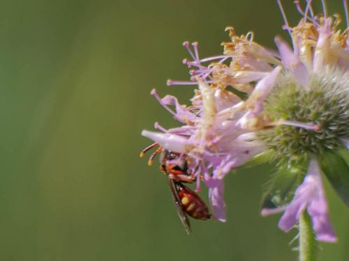 Réf. 303 513 : Nomada armata