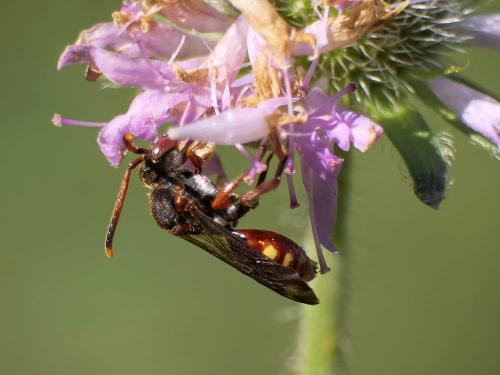 Réf. 303 514 : Nomada armata