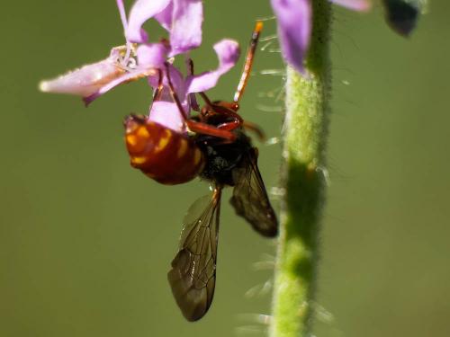 Réf. 303 515 : Nomada armata