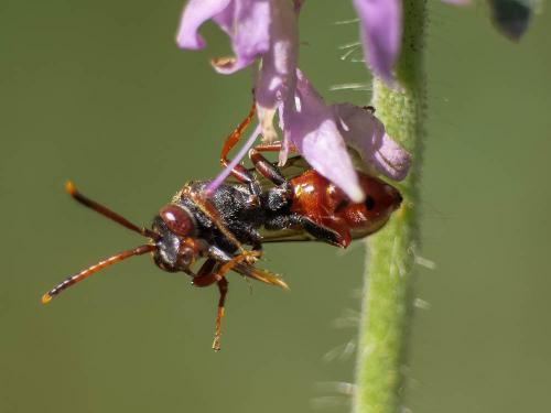 Réf. 303 516 : Nomada armata