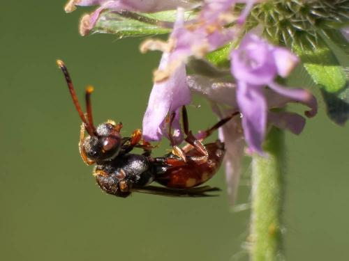 Réf. 303 517 : Nomada armata