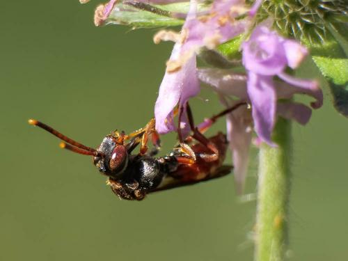 Réf. 303 518 : Nomada armata