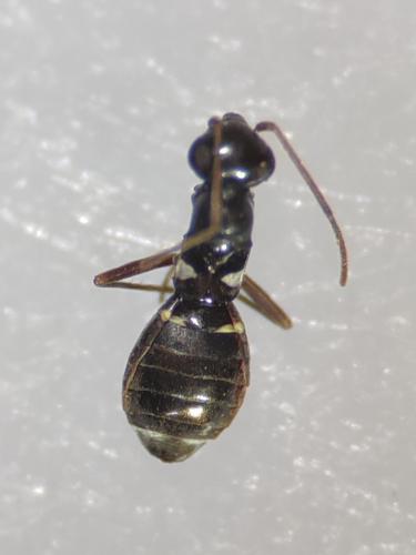 Systellonotus thymi