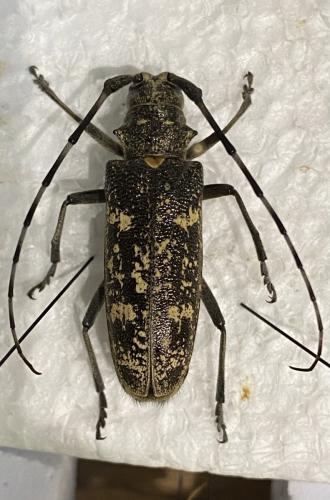Monochamus sartor