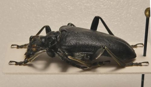 Stenocorus vittidorsum