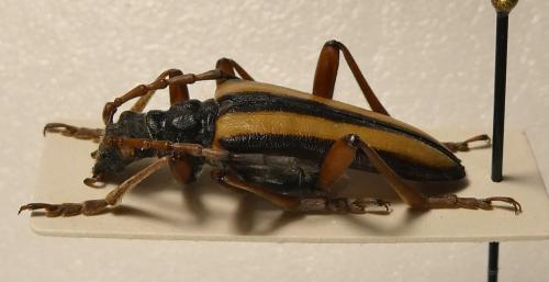 Stenocorus vittidorsum