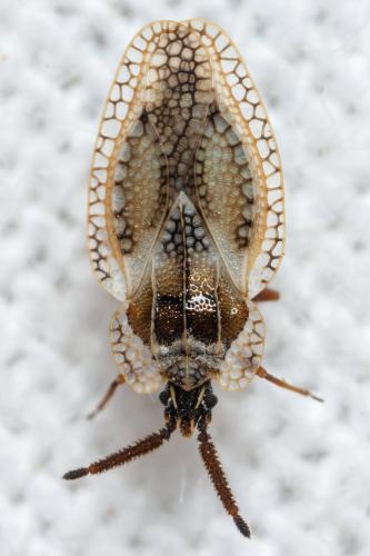 Réf. 303 496 : Dictyonota sp.