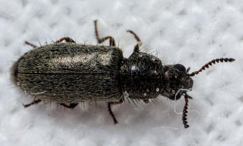 Réf. 303 499 : Dasytinae inconnu