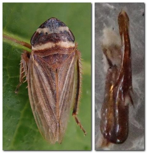 Réf. 303 849 : Aphrodes makarovi