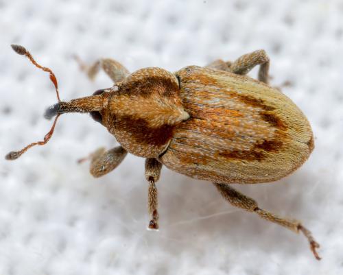 Sibinia sp.