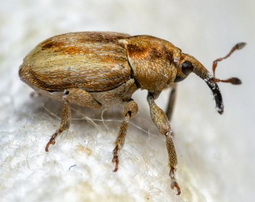 Sibinia sp.