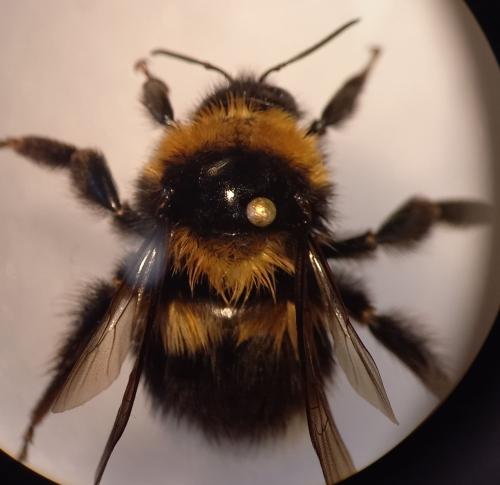Bombus ruderatus
