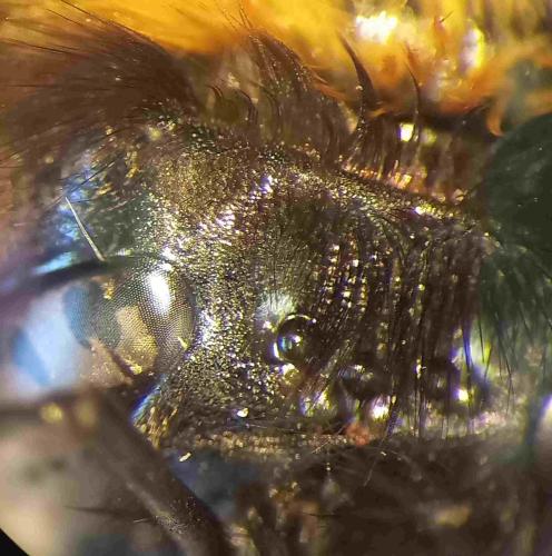 Bombus ruderatus