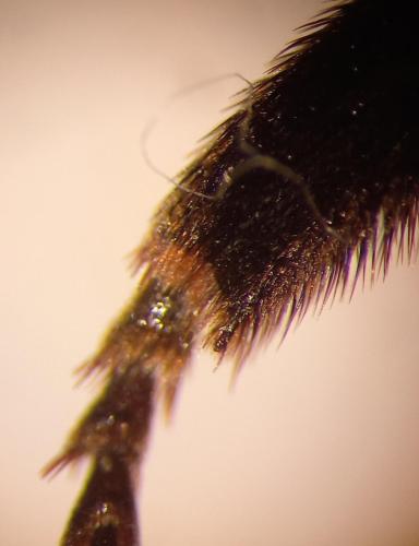 Bombus ruderatus